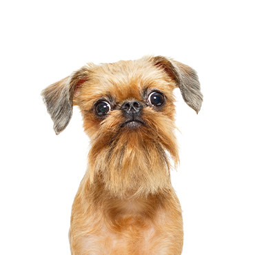 Brussels Griffon dog breed