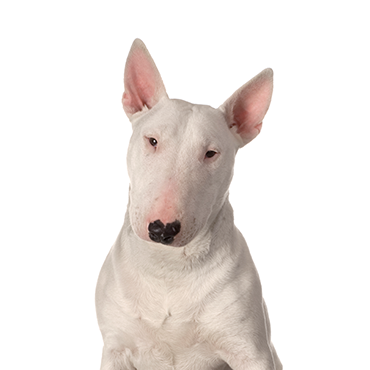 Bull Terrier dog breed