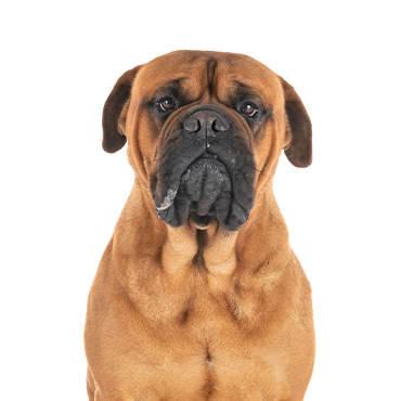 Bullmastiff dog breed