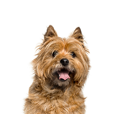 Cairn Terrier dog breed