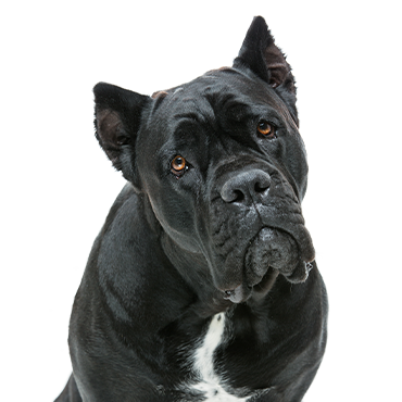 Cane Corso dog breed