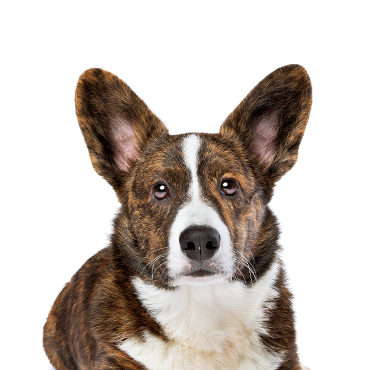Cardigan Welsh Corgi dog breed