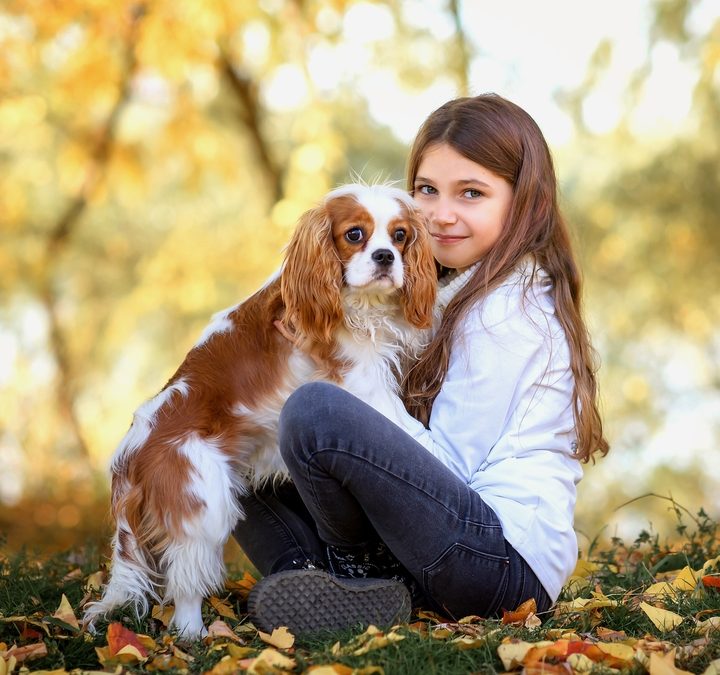 Cavachon dog breed