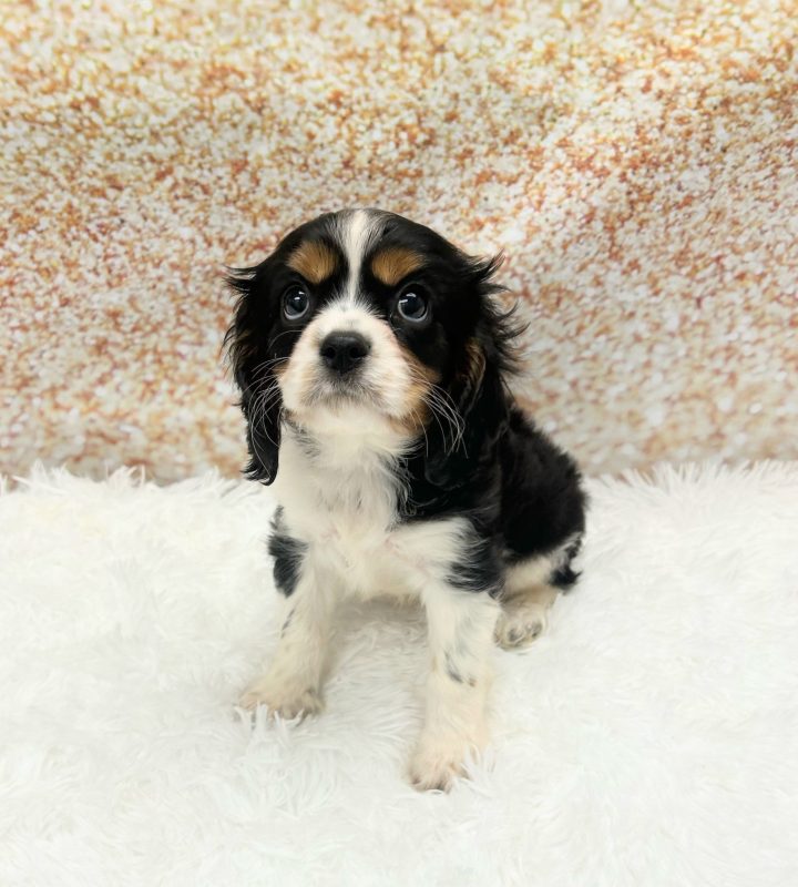 Cavalier King Charles Spaniel dog breed