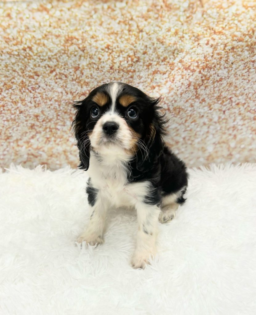 A Cavalier King Charles Spaniel
