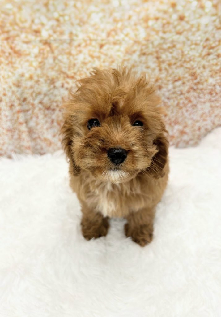 A Cavapoo