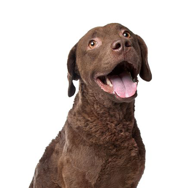 Chesapeake Bay Retriever dog breed