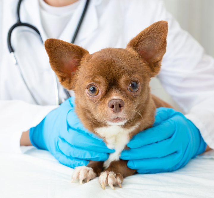 Chihuahua dog breed