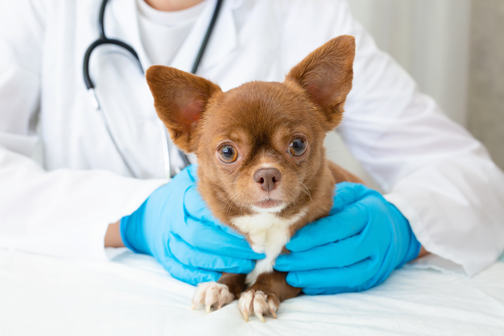 A Chihuahua