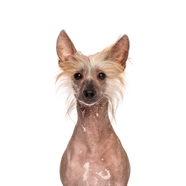 Chinese Crested dog breed