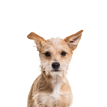 Chipoo dog breed