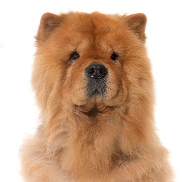 Chow Chow dog breed