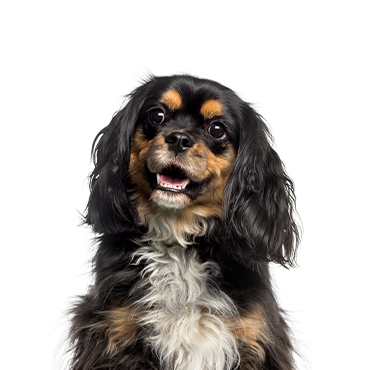 Cockalier dog breed