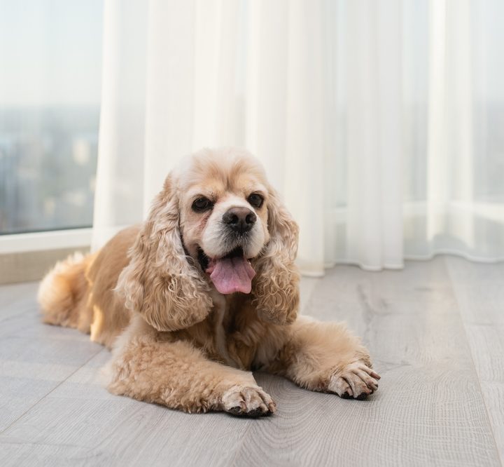 Cockapoo dog breed