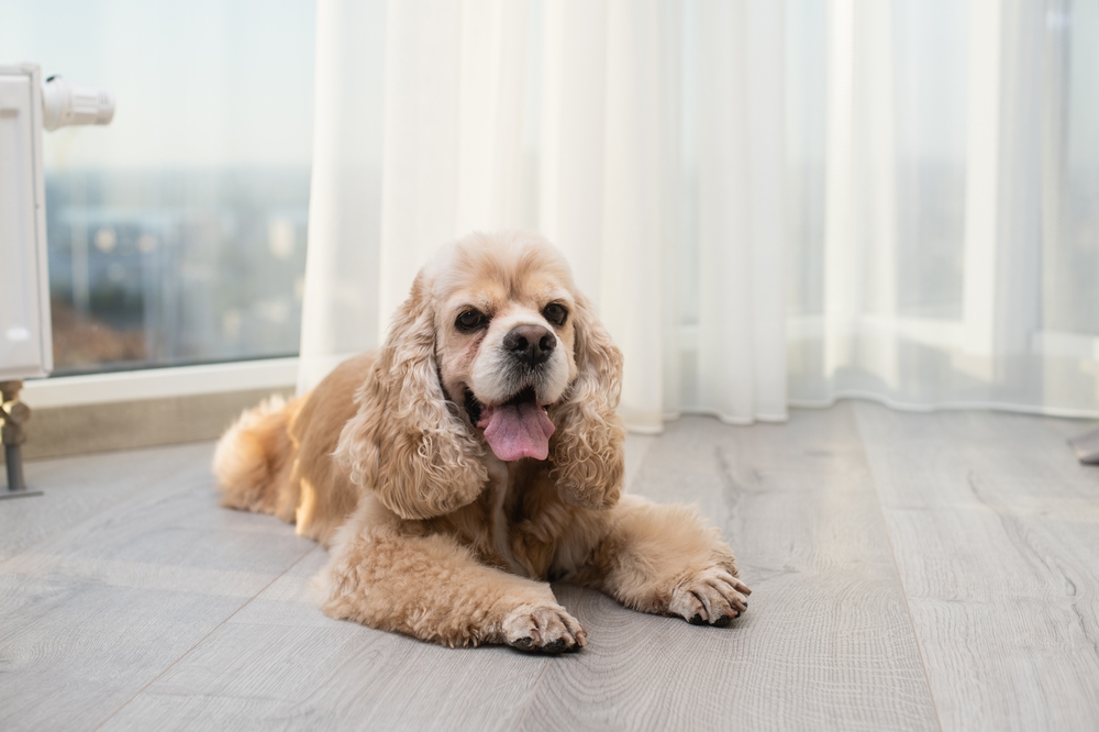 A Cockapoo