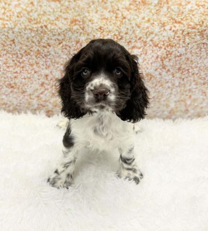Cocker Spaniel dog breed