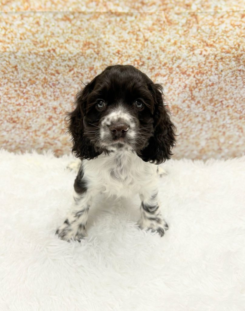 A Cocker Spaniel