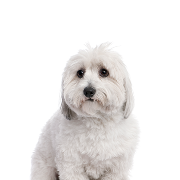 Coton De Tulear dog breed