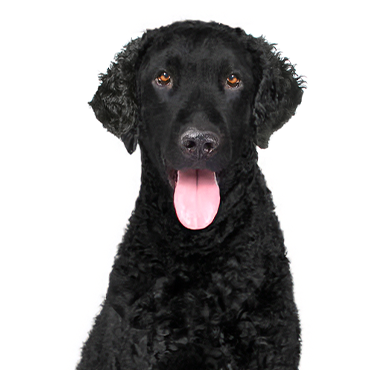 Curly-Coated Retriever dog breed
