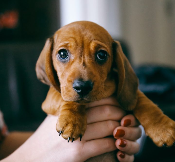 Dachshund dog breed