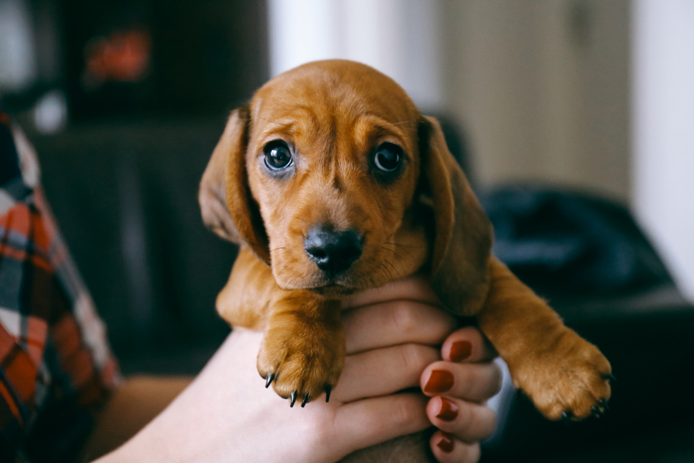 A Dachshund