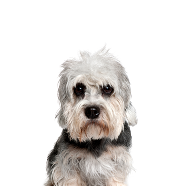 Dandie Dinmont Terrier dog breed