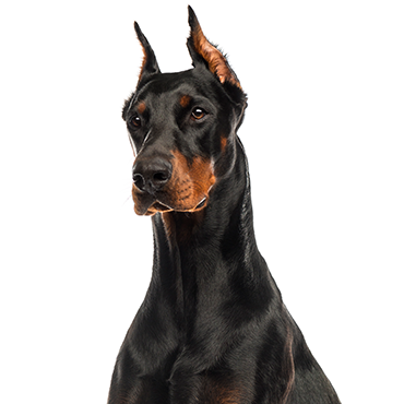 Doberman Pinscher dog breed