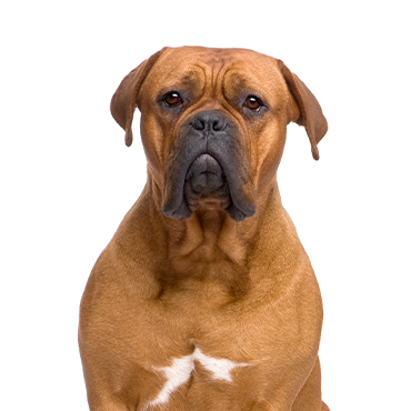 Dogue de Bordeaux dog breed