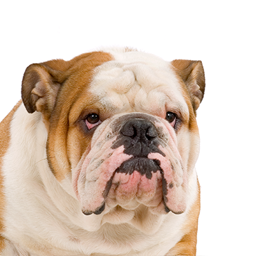 English Bulldog dog breed
