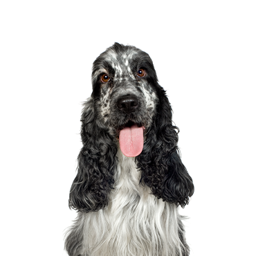 English Cocker Spaniel dog breed