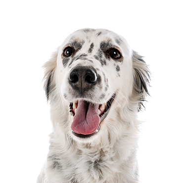 English Setter dog breed