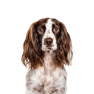 English Springer Spaniel dog breed