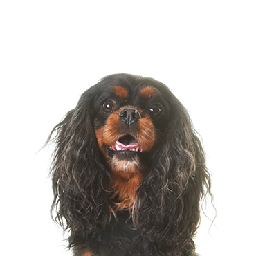 English Toy Spaniel dog breed
