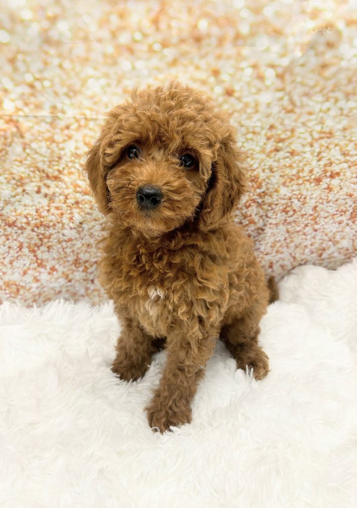 A F1B Mini Goldendoodle