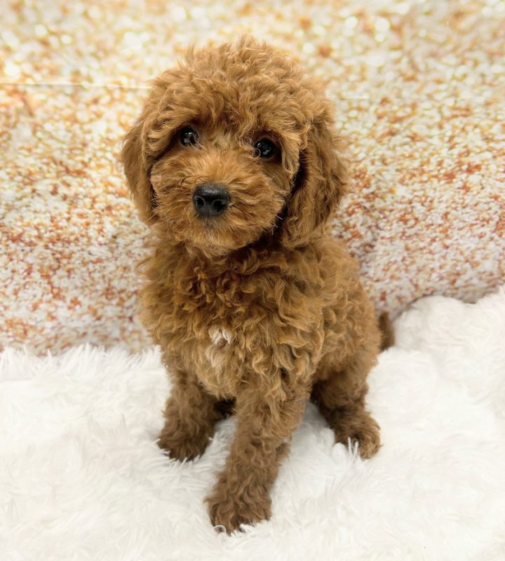 F1B Mini Goldendoodle dog breed