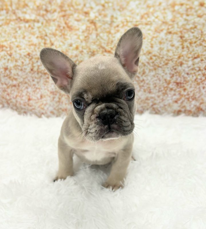 French Bulldog dog breed