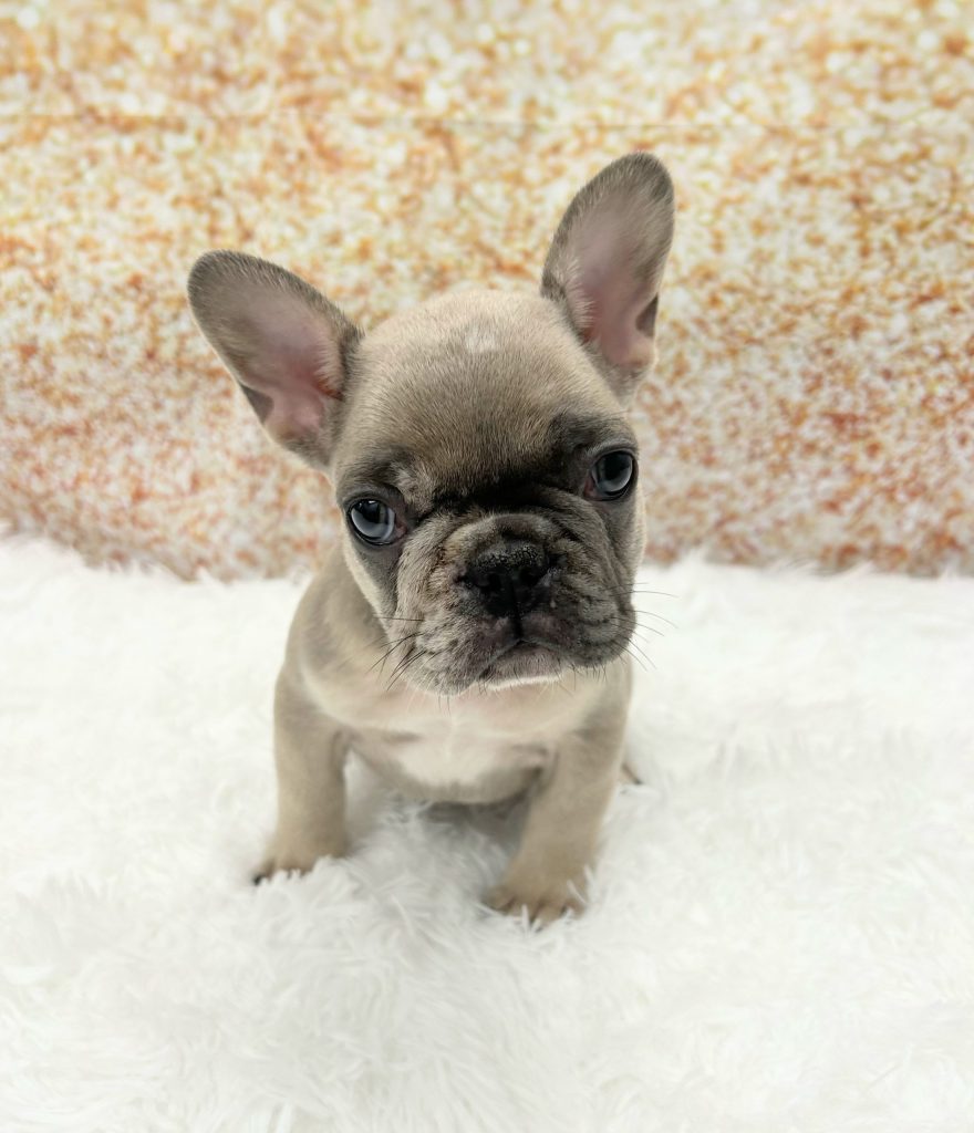 A French Bulldog