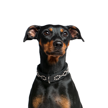 German Pinscher dog breed