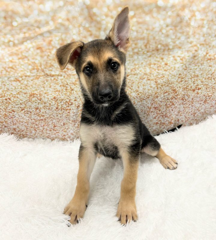 German Shepherd dog breed
