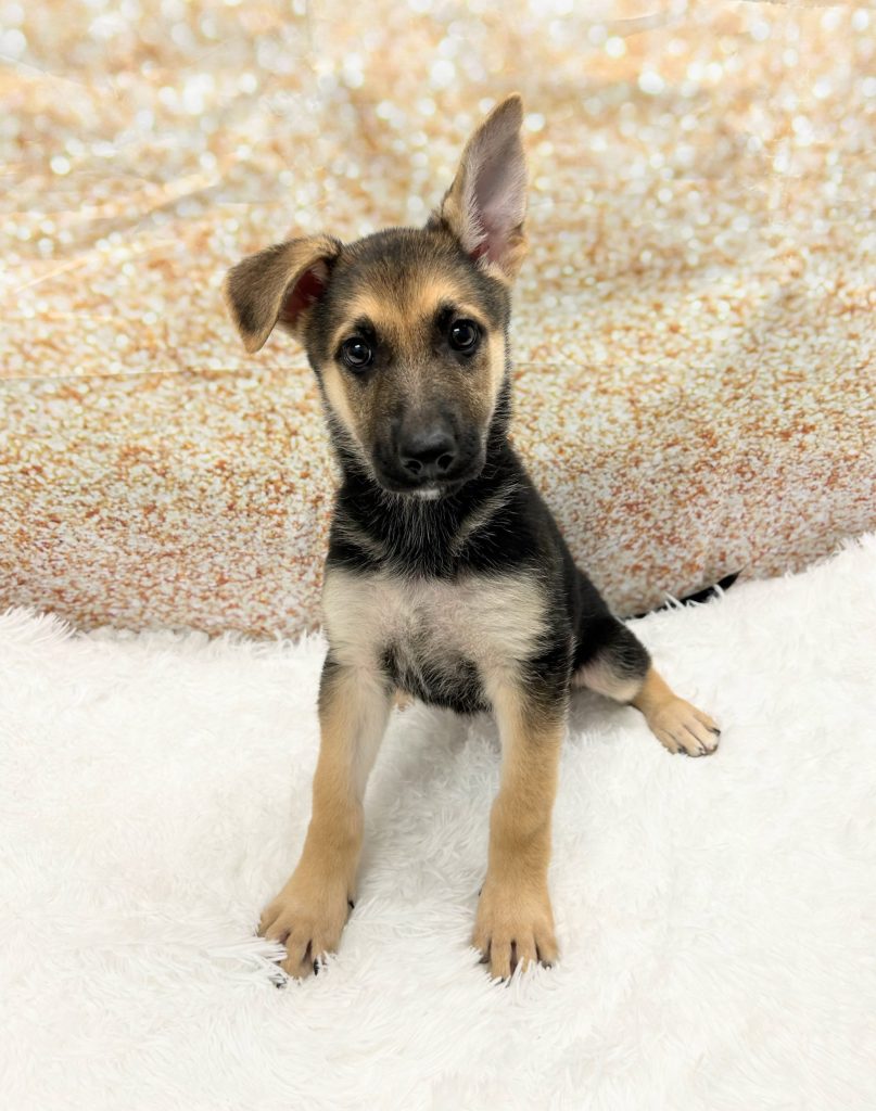 A German Shepherd