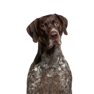 German Shorthaired Pointer dog breed