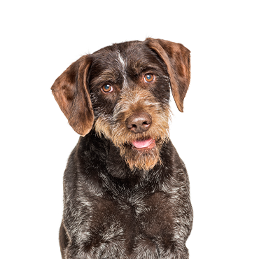 German Wirehaired Pointer dog breed