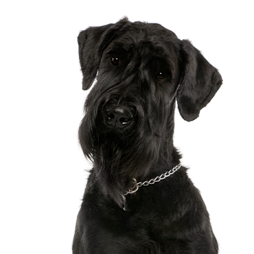 Giant Schnauzer dog breed