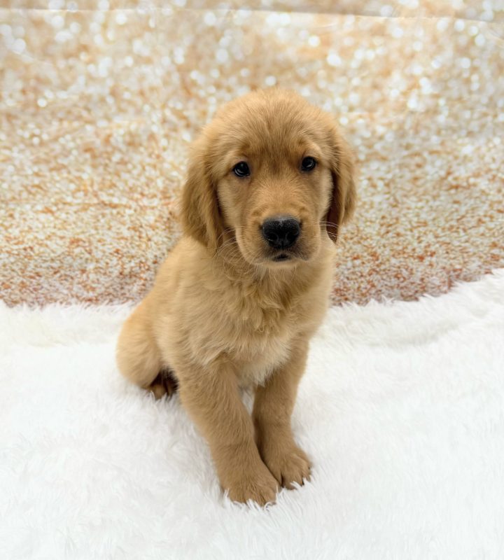 Golden Retriever dog breed