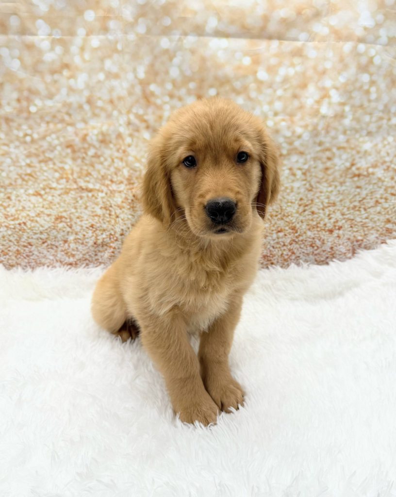 A Golden Retriever