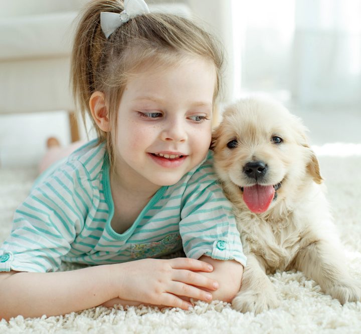 Goldendoodle (2nd Gen) dog breed