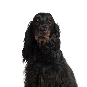 Gordon Setter dog breed