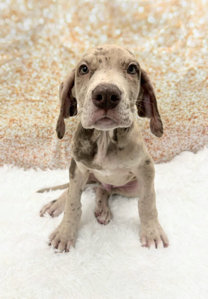 A Great Dane