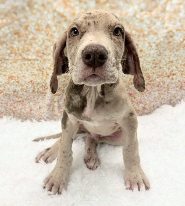 Great Dane dog breed