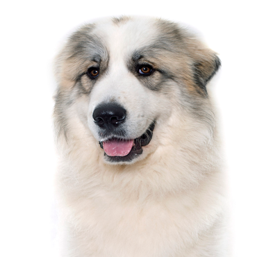 Great Pyrenees dog breed
